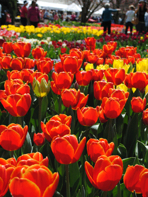 シドニー チューリップ